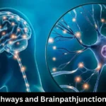 Brainpathjunction